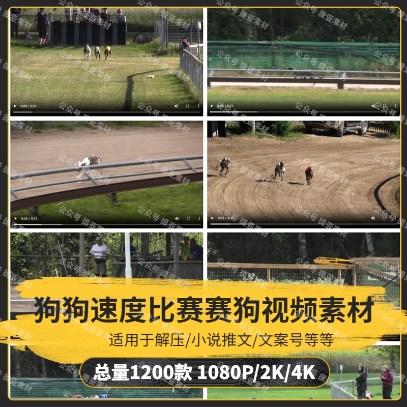 【1200款】狗狗速度比赛赛狗解压视频素材-捷亚素材网