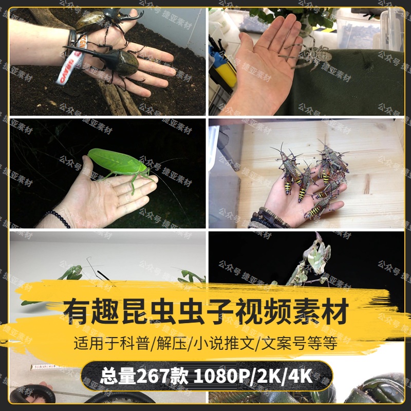 【267款】有趣昆虫虫子解压视频素材-捷亚素材网