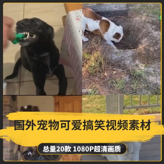 【20款】国外宠物可爱搞笑视频素材