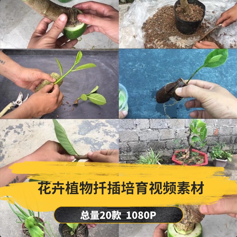 【20款】花卉植物扦插培育解压视频素材-捷亚素材网