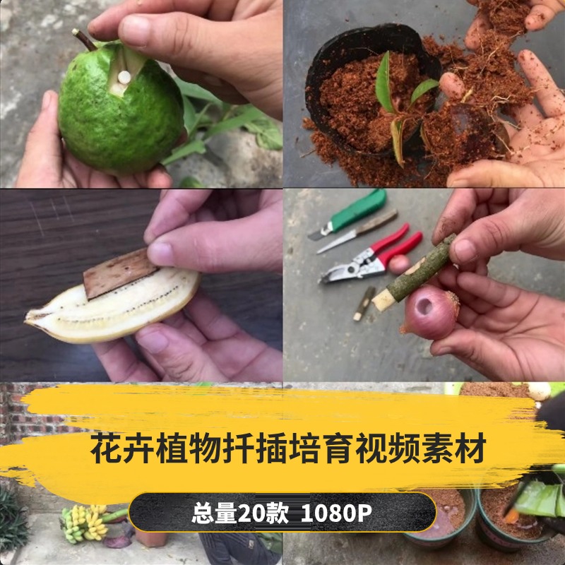 【20款】花卉植物扦插培育解压视频素材-捷亚素材网