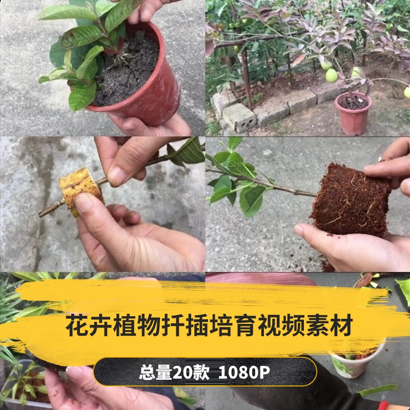 【20款】花卉植物扦插培育解压视频素材-捷亚素材网