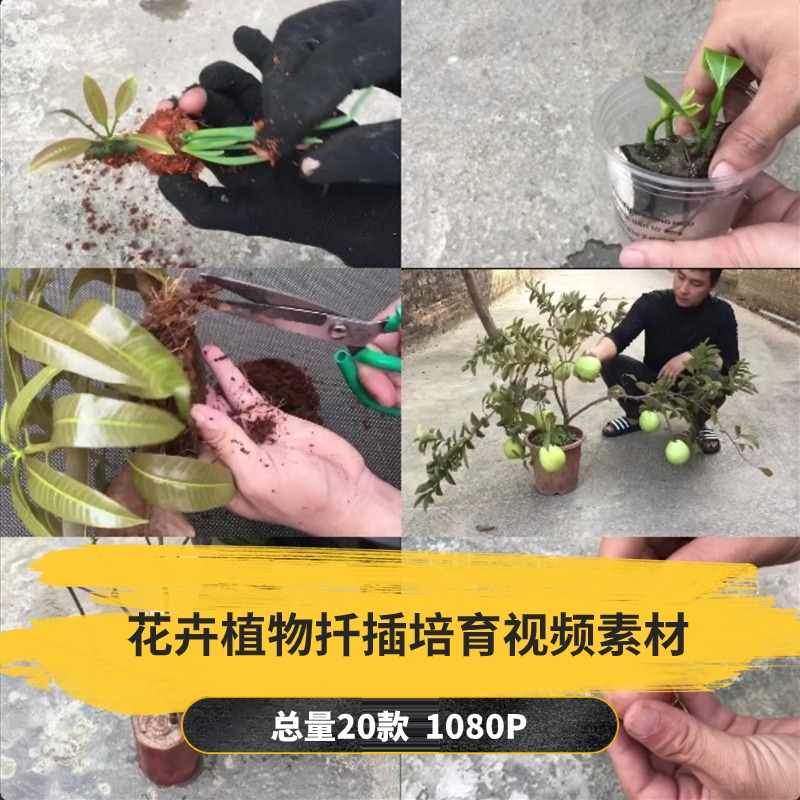 【20款】花卉植物扦插培育解压视频素材-捷亚素材网