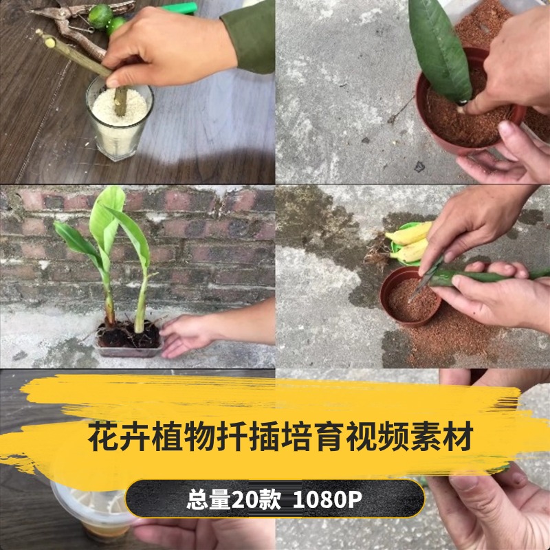 【20款】花卉植物扦插培育解压视频素材-捷亚素材网