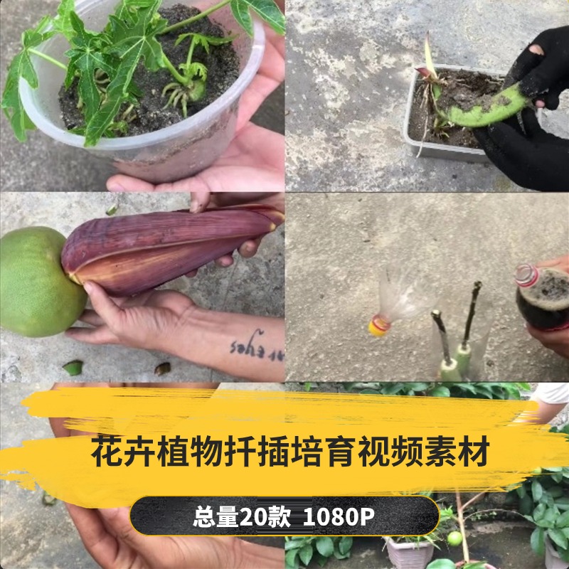 【20款】花卉植物扦插培育解压视频素材-捷亚素材网