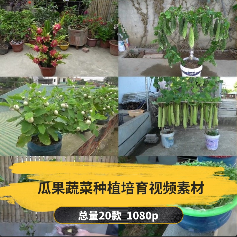 【20款】瓜果蔬菜种植培育解压视频素材-捷亚素材网