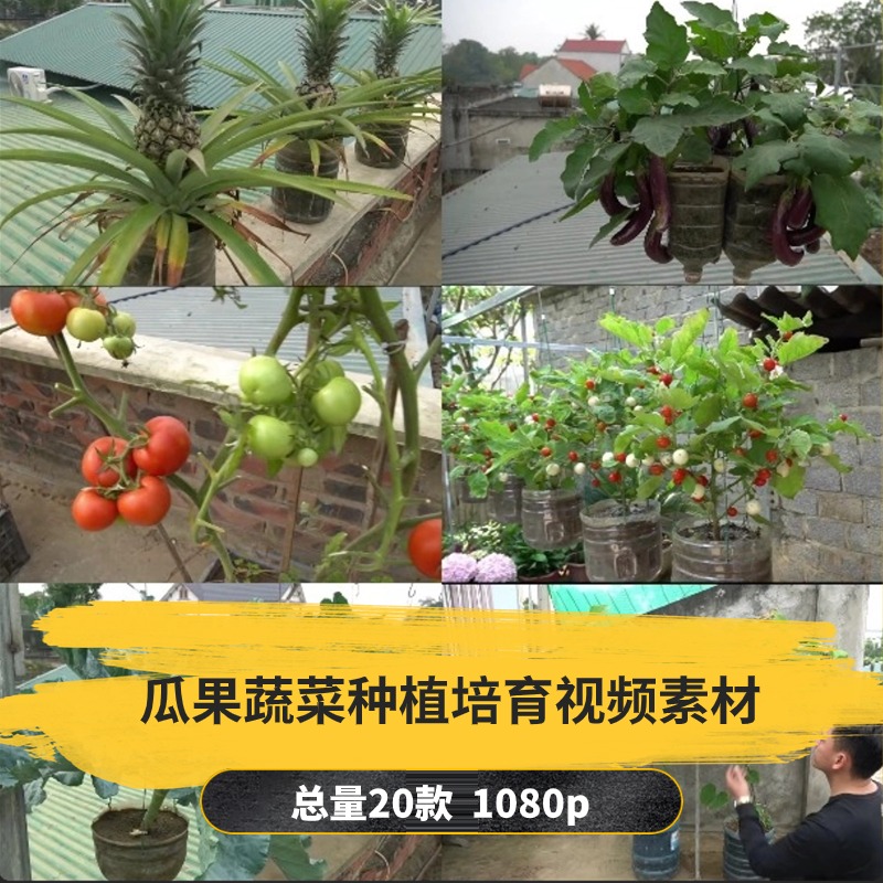 【20款】瓜果蔬菜种植培育解压视频素材-捷亚素材网