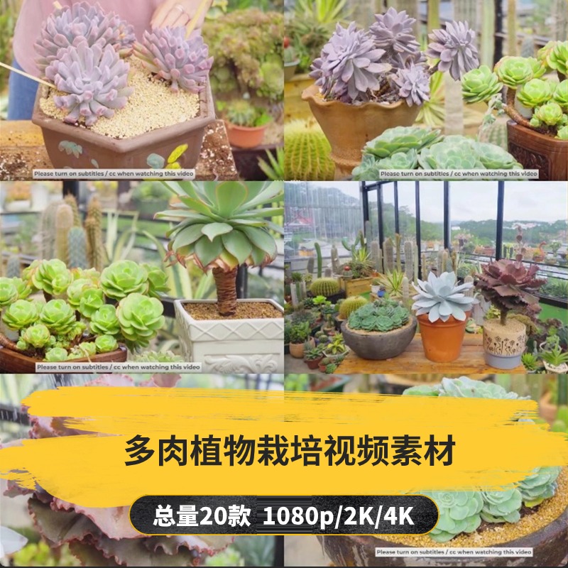 【20款】多肉植物栽培解压视频素材-捷亚素材网