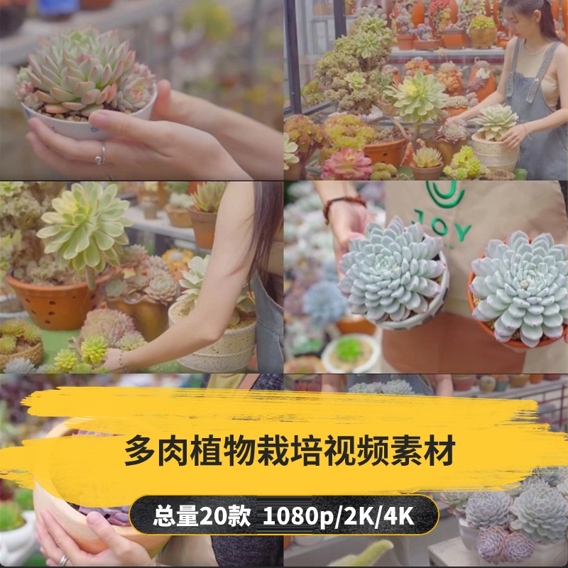 【20款】多肉植物栽培解压视频素材-捷亚素材网